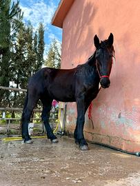 Cavallo