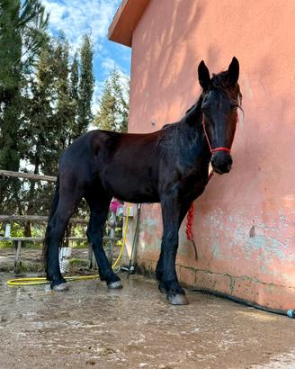 Cavallo