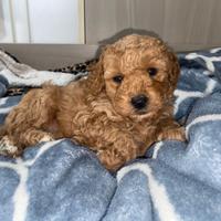 Barboncino nano albicocca