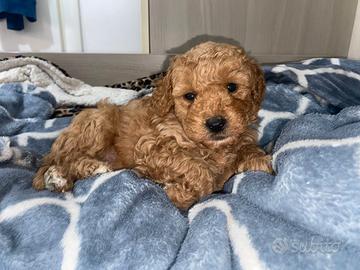 Barboncino nano albicocca