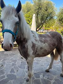 Puledro argentino