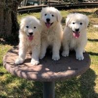 Cuccioli pastore maremmano abruzzese