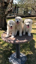 Cuccioli pastore maremmano abruzzese