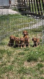 Cocker spaniel