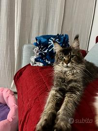 Maine coon femmina