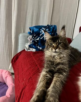 Maine coon femmina