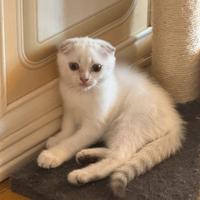 Gattina Scottish fold occhi azzurri
