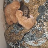 Micini rossi disponibili a maggio