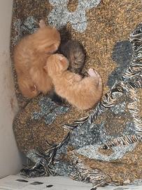 Micini rossi disponibili a maggio