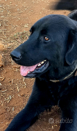 È adottabile da subito. FLO