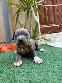Cuccioli pitbull