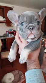 Cucciolo bulldog francese esotico