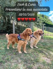 Golden retriever americano