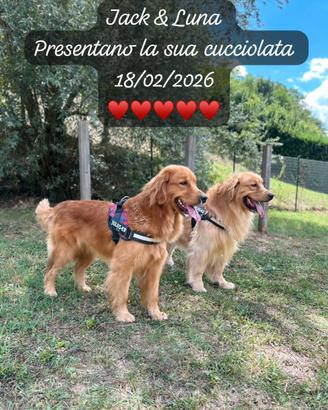 Golden retriever americano