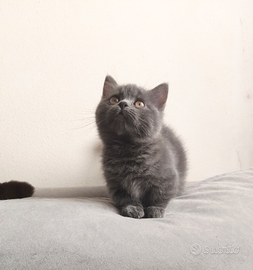 Dolcissima Munchkin a zampe corte