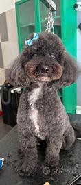 Barboncino bichon frisee