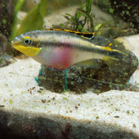 Pelvicacromis
