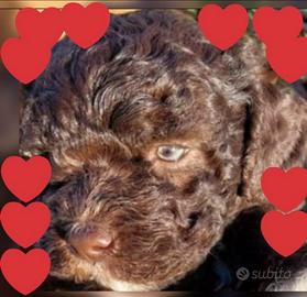 Cuccioli Lagotto Romagnolo pedigree Roy