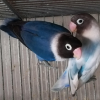 Coppia insep mascherato cobalto x pezzato blu