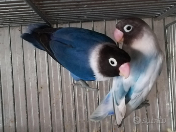 Coppia insep mascherato cobalto x pezzato blu