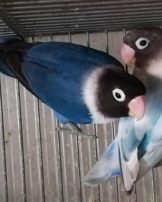 Coppia insep mascherato cobalto x pezzato blu
