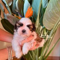 Cuccioli di shihtzu
