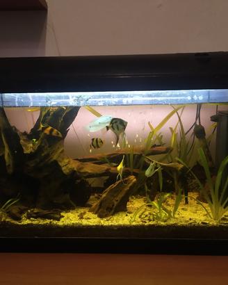 acquario completo 