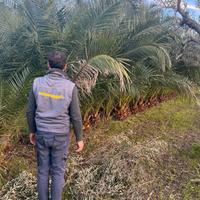 Palma delle Canarie PHOENIX CANARIENSIS 4/5 metri.