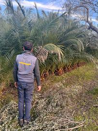 Palma delle Canarie PHOENIX CANARIENSIS 4/5 metri.