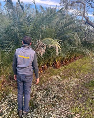 Palma delle Canarie PHOENIX CANARIENSIS 4/5 metri.
