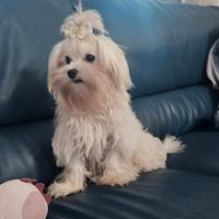Cuccioli maltese