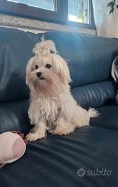 Cuccioli maltese