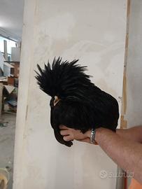 Gallo Padovano