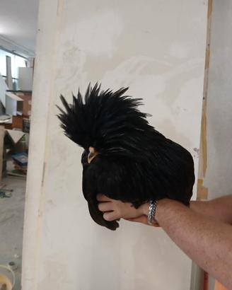 Gallo Padovano