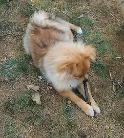Cucciolo spitz tedesco maschio