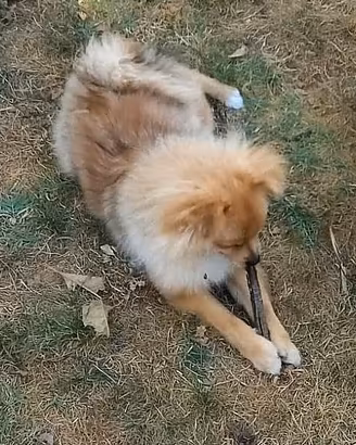 Cucciolo spitz tedesco maschio