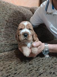 Cuccioli di cocker