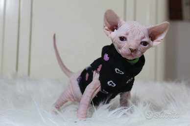 Cuccioli sphynx White