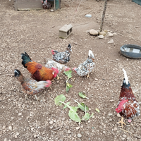 Galline ornamentali millefiori di Lonigo