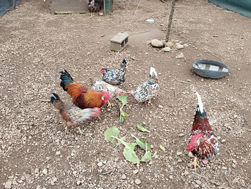 Galline ornamentali millefiori di Lonigo