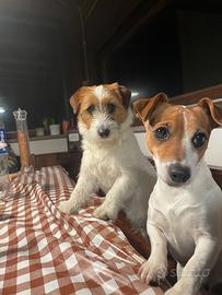 Jack russel