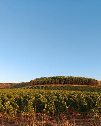 Vigneto