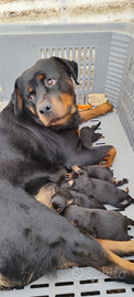Cuccioli rottweiler