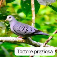 Disponibili tortore preziose
