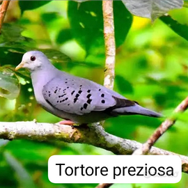 Disponibili tortore preziose