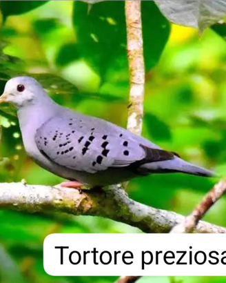 Disponibili tortore preziose