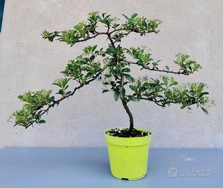 Piante varie