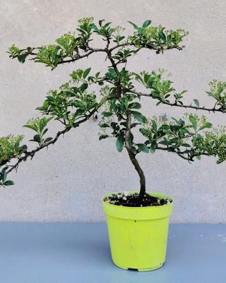 Piante varie