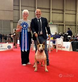 Cuccioli Bull terrier