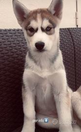 Cucciola di Husky